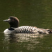 Loon by radiogirl