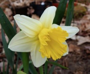 11th May 2019 - Daffodil