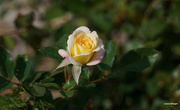 20th Jul 2023 - Summer rose bloom