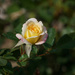 Summer rose bloom by larrysphotos
