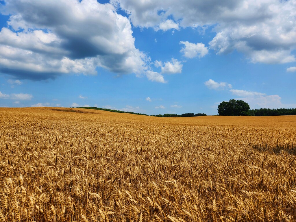 Wheat fields by ljmanning