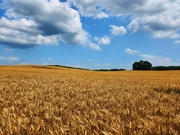 20th Jul 2023 - Wheat fields