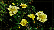 21st Jul 2023 - Yellow Roses ~ 