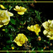 Yellow Roses ~  by happysnaps