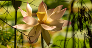 20th Jul 2023 - The Lotus Flowers are Still Hanging On!
