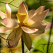 The Lotus Flowers are Still Hanging On! by rickster549