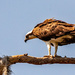 Osprey Hanging Out! by rickster549
