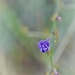 Tiny Chicory by genealogygenie
