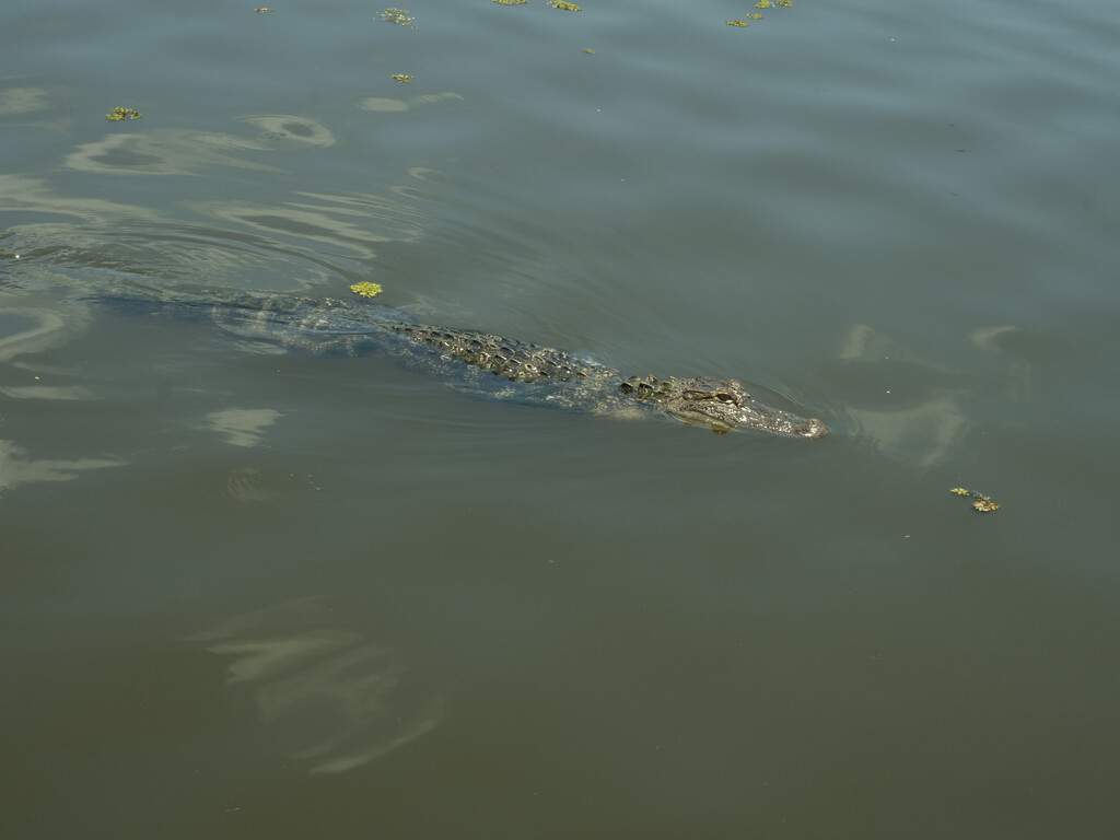 A bayou alligator by sschertenleib