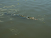 20th Jul 2023 - A bayou alligator