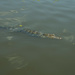 A bayou alligator by sschertenleib