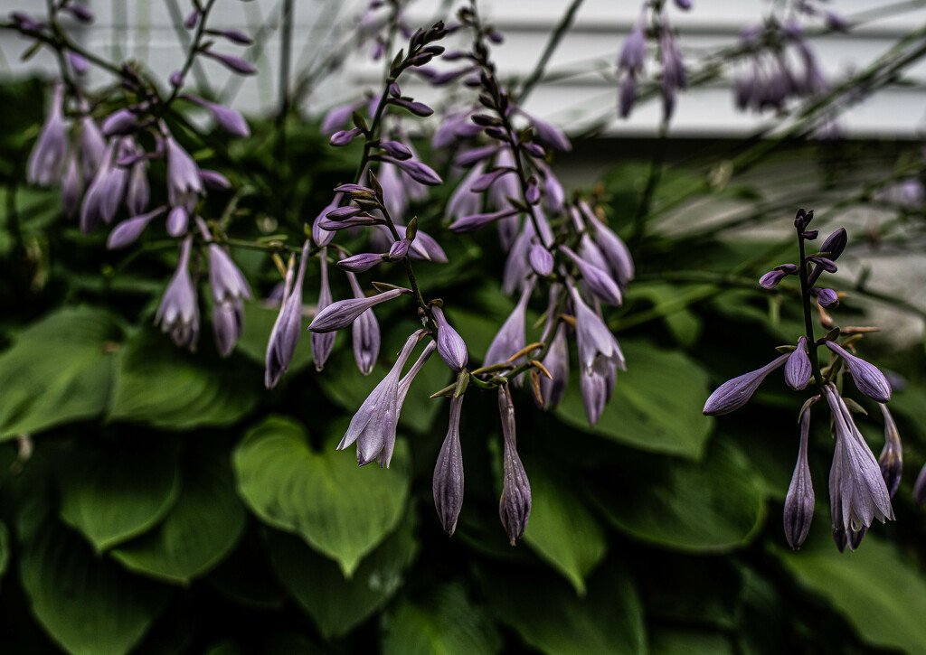 a host of hosta by darchibald