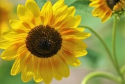 20th Jul 2023 - July Sunflower