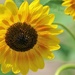 July Sunflower by lynnz