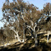 Gum trees 3 by pusspup