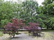27th Jun 2023 - Trees Victoria Park