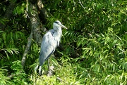 21st Jul 2023 - grey heron
