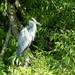 grey heron by cam365pix
