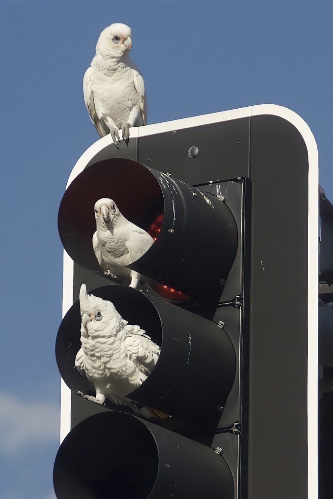 The corellas are back causing traffic accidents by johnfalconer