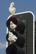 18th Jul 2023 - The corellas are back causing traffic accidents
