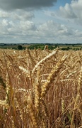 21st Jul 2023 - Wheat