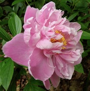 1st Jul 2019 - Peony