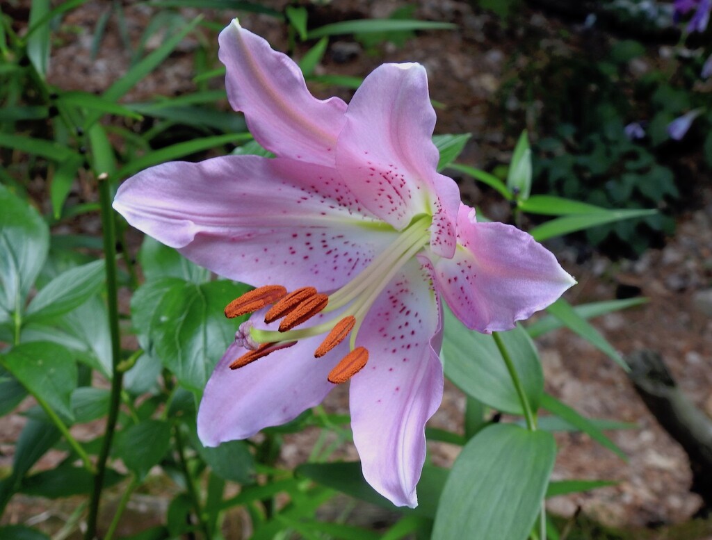 Lilium by sunnygreenwood