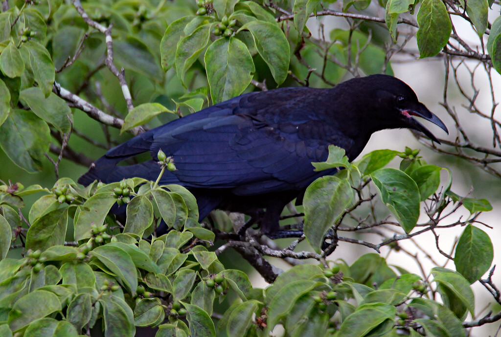 July 6 Crow IMG_4015A by georgegailmcdowellcom