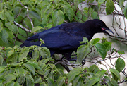 6th Jul 2023 - July 6 Crow IMG_4015A