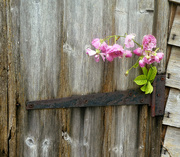 20th Jul 2023 - The Old Shed Door. 