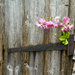 The Old Shed Door.  by wendyfrost