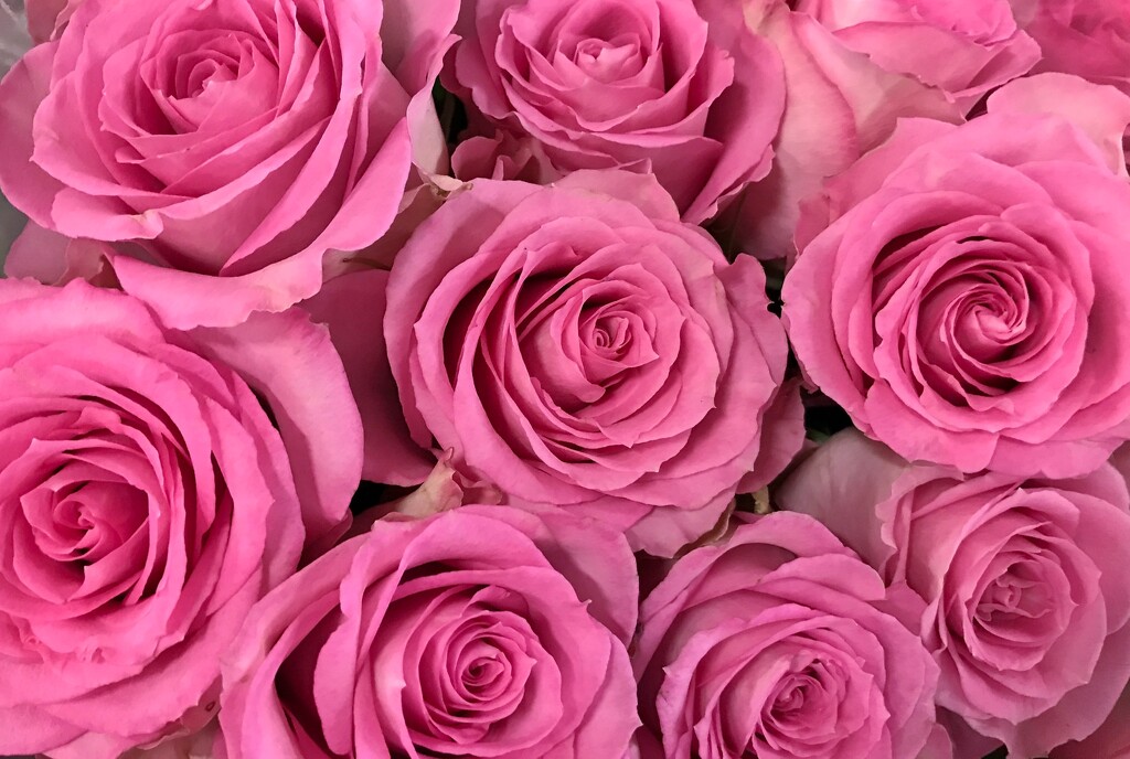 Pink roses by mittens