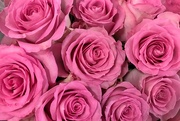 21st Jul 2023 - Pink roses