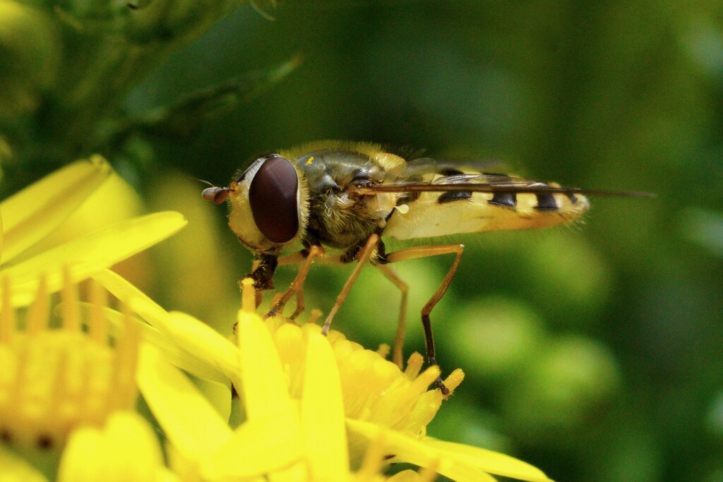 HOVER-FLY by markp