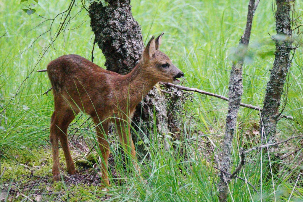 YOUNG ROE DEER by markp