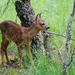 YOUNG ROE DEER by markp