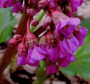 18th May 2019 - Bergenia