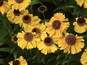 21st Jul 2023 - Helenium