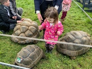 21st Jul 2023 - Giant tortoises