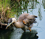 5th Jul 2023 - July 5 Blue Heron Feathers Puffed IMG_3873AA