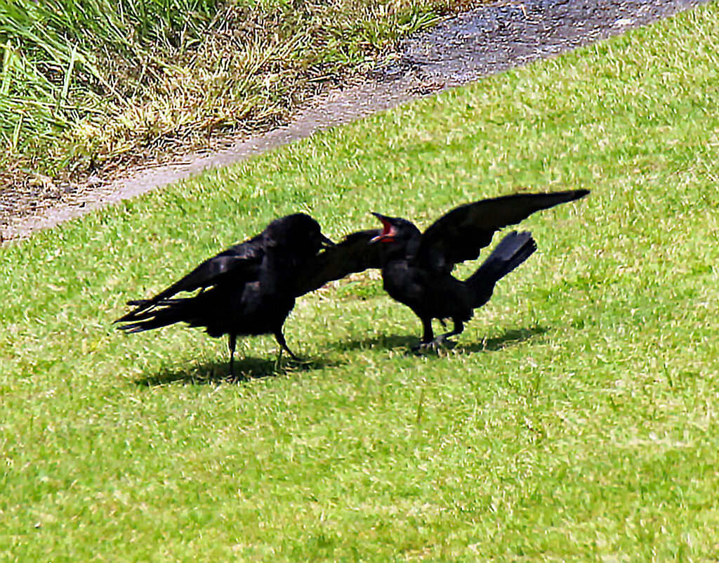 July 7 Crows Fighting IMG_4037 by georgegailmcdowellcom