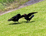 7th Jul 2023 - July 7 Crows Fighting IMG_4037