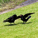 July 7 Crows Fighting IMG_4037 by georgegailmcdowellcom