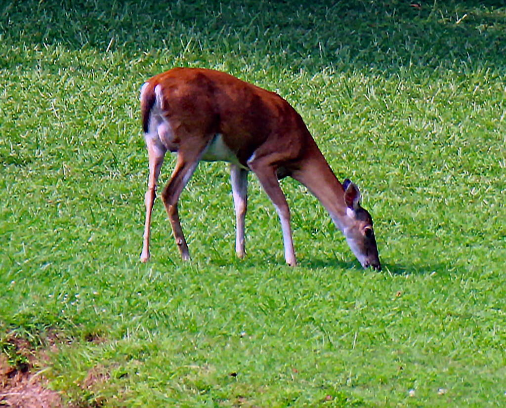 July 18 Deer Grazing Across Big Pond IMG_4100 by georgegailmcdowellcom