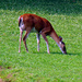 July 18 Deer Grazing Across Big Pond IMG_4100 by georgegailmcdowellcom