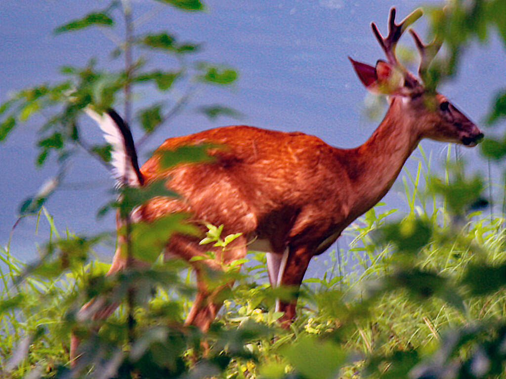 July 19 Deer Buck In Velvet Near Small Pond IMG_4116A by georgegailmcdowellcom