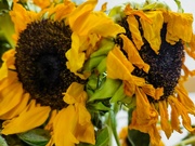 19th Jul 2023 - Sunflowers