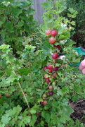 21st Jul 2023 - picked my gooseberries