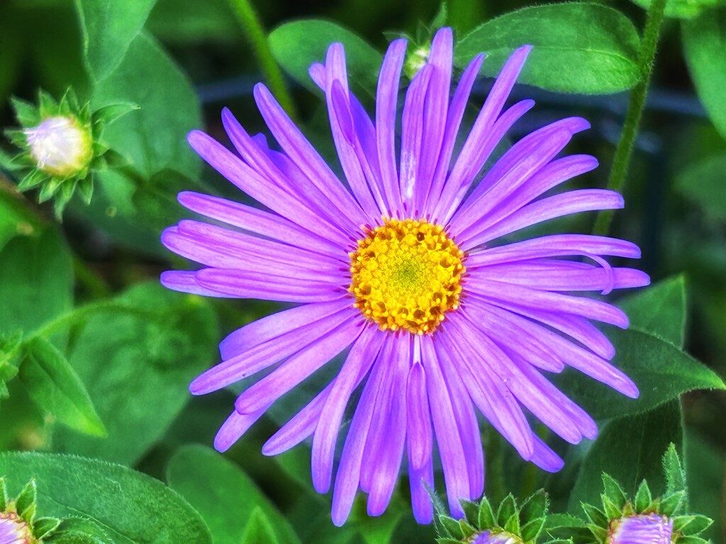 Aster by carole_sandford