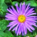 Aster by carole_sandford